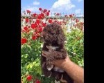 Lagoto Romanjolo (Lagotto Romagnolo)